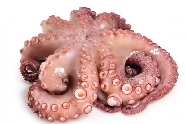 pulpo